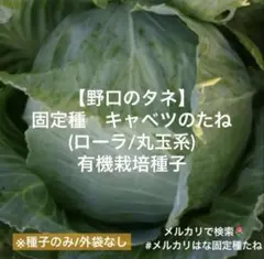 【野口種苗】固定種キャベツ(ローラ/丸玉系)の種20粒 有機栽培種子　無消毒種子