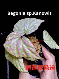 ベゴニア カーウィンスキアナ/Begonia karwinskiana - メルカリ