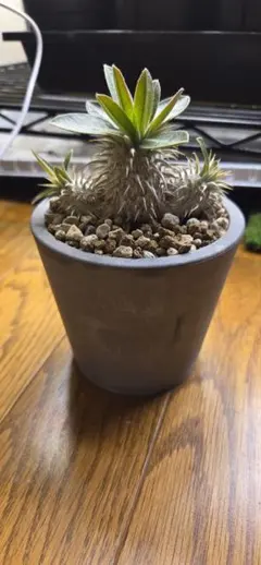 の*ん様 恵比寿大黒