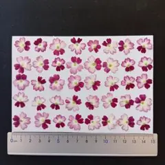 押し花　素材　バーベナ(赤)(40枚)　⑤-1
