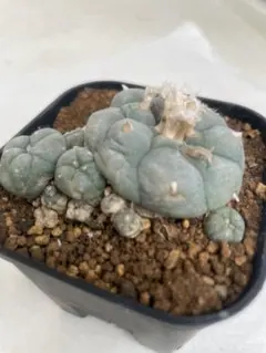 2026年最新】烏羽玉の人気アイテム - メルカリ