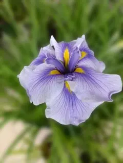 花菖蒲の株分け苗-B - メルカリ