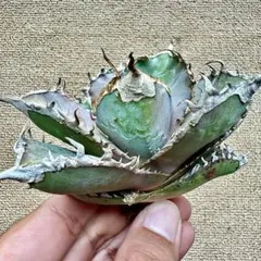 2025年最新】アガベ金剛の人気アイテム - メルカリ