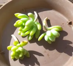 もり様 リクエスト 3点 まとめ商品