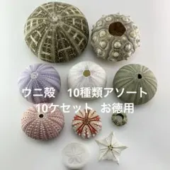 NO.68-174 アーチン(ウニ殻) 10種類アソート　10ケセット お徳用