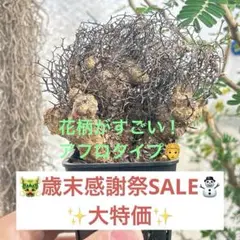 チレコドン　レティキュラータス　No.001　鉢、送料込　メルカリ便 チレコドン レティキュラータス No.001 鉢、送料込 メルカリ便