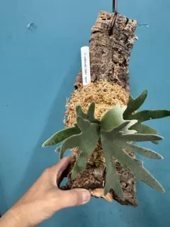 muucho様 リクエスト 2点 まとめ商品