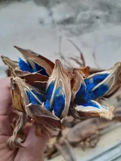 2025年最新】旅人の木の人気アイテム - メルカリ