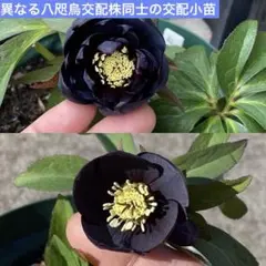 2026年最新】八咫烏 クリスマスローズの人気アイテム - メルカリ