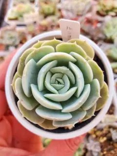 2025年最新】抜き苗の人気アイテム - メルカリ