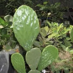 2026年最新】団扇サボテンの人気アイテム - メルカリ