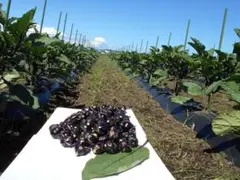 横手盆地まるわなす栽培秋田丸小茄子【中】 ２ｋｇのサムネイル
