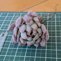 すーず様 リクエスト 2点 まとめ商品