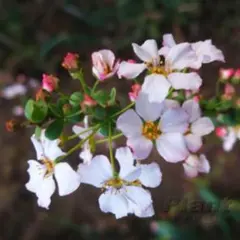 かなさん！様 リクエスト 2点 まとめ商品