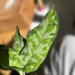 2026年最新】アグラオネマ ピクタムの人気アイテム - メルカリ