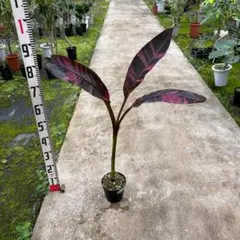 【極美斑】エクメア・ロベルトメネスカル（鉢ごと発送・メルカリ便） 極美斑】エクメア・ロベルトメネスカル（鉢ごと発送・メルカリ便