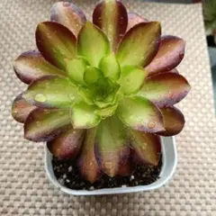 yu-Ko jukito様 リクエスト 2点 まとめ商品