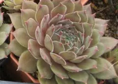 2026年最新】センペルビウムの人気アイテム - メルカリ