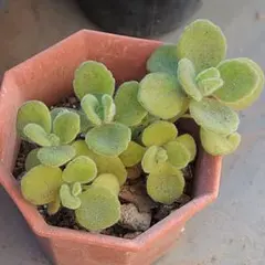 現品/爽やかな香り「アロマティカス」シソ科 ハーブ 多肉植物