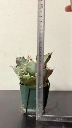 Agave アガベ 白鯨 発根済み 鉢のまま発送 2 チタノタ オテロイのサムネイル