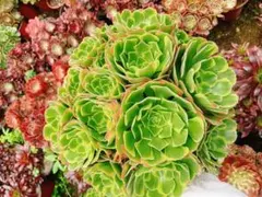 アエオニウム 翡翠瑠璃 特大苗 群生苗 抜き苗 - メルカリ