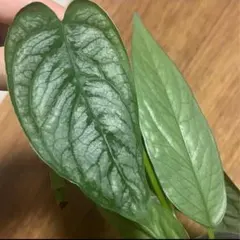 2025年最新】セブブルーの人気アイテム - メルカリ