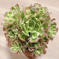 アロエ様 リクエスト 4点 まとめ商品ゆうパック郵便钵土付き出荷