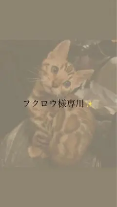 フクロウ様専用①