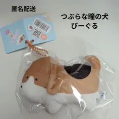 つぶらな瞳の犬　びーぐる　　マスコット　ビーグルのサムネイル