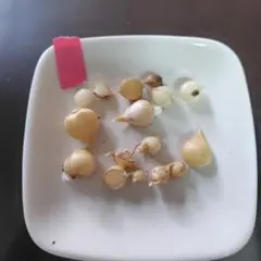 aoi様 リクエスト 2点 まとめ商品