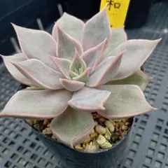 コロラータルーフ×中里リンゼアナ コキリノさん苗 多肉植物 - メルカリ