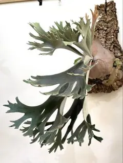 2026年最新】ビカクシダ セルソの人気アイテム - メルカリ