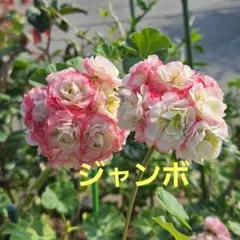 2026年最新】ゼラニウム苗エンゼルブーケの人気アイテム - メルカリ