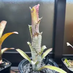 2026年最新】ビルベルギア カハカイの人気アイテム - メルカリ