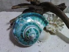 2026年最新】夜光貝の人気アイテム - メルカリ