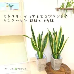 2026年最新】サンスベリアの人気アイテム - メルカリ