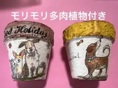 リメイク鉢2個と多肉のセットのサムネイル