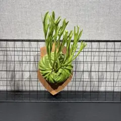 2025年最新】リドレイ パカランの人気アイテム - メルカリ