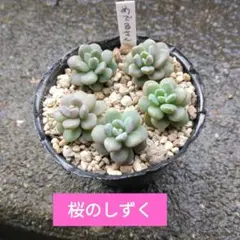 多肉植物　めでるさん苗　桜のしずく　カット苗