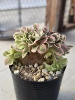 2025年最新】アエオニウム綴化の人気アイテム - メルカリ
