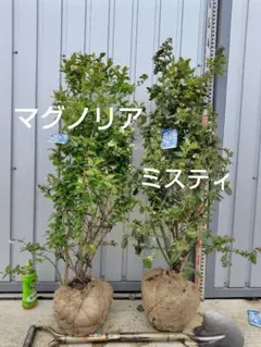 超逸品。常緑ヤマボウシ大株立ち ホンコンエンシス1.4M(鉢底から)品番C