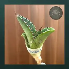 2026年最新】イラン株 アガベの人気アイテム - メルカリ