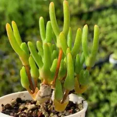 速達便で発送❣️ひらた様 リクエスト 3点 まとめ商品