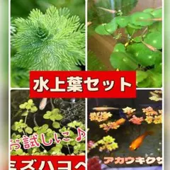 ❤️水上葉セット　４種類　ミリオフィラム　ミズハコベ　他❤️ アナカリス　随時販売♡