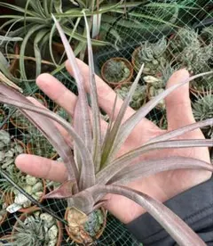 Tillandsia Red Robin 速達発送 Tillandsia Red Robin 速達発送 - メルカリ