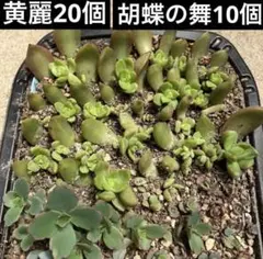 多肉植物 カランコエ 孫悟空 - メルカリ