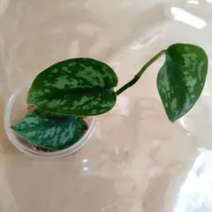 2026年最新】スキンダプサス アポラキの人気アイテム - メルカリ