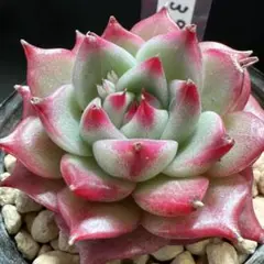 るう様 リクエスト 5点 まとめ商品