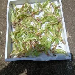 ハオルチア Haworthia picta モンスト 深海の女王 多肉植物 - メルカリ