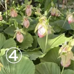 2025年最新】日本クマガイソウの人気アイテム - メルカリ